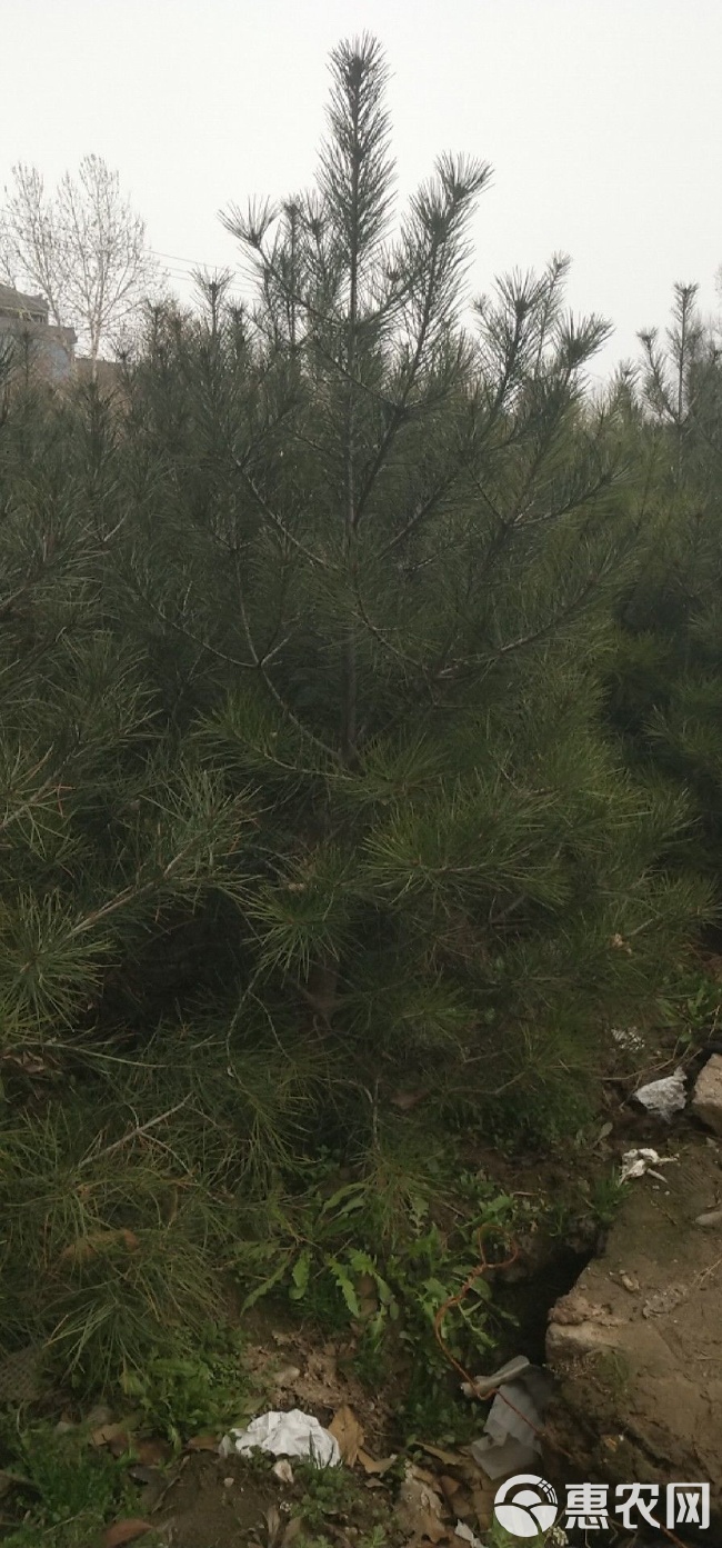 白皮松苗木市场深度观察：从价格波动到造型松培育的产业逻辑