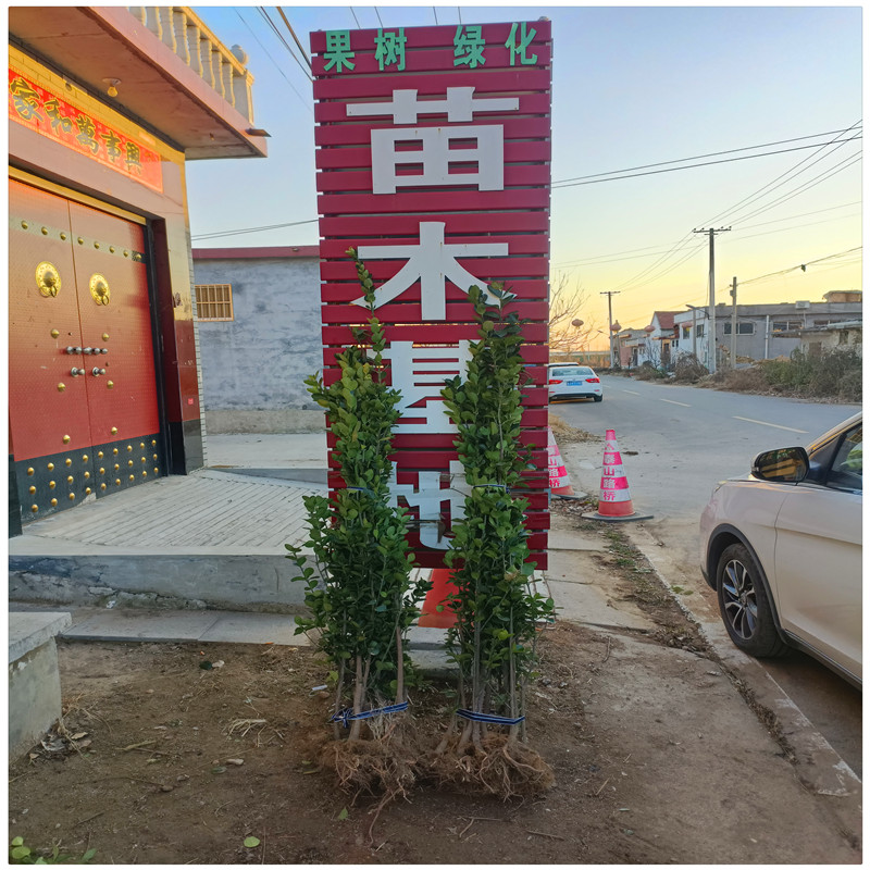 泰安绿化苗木